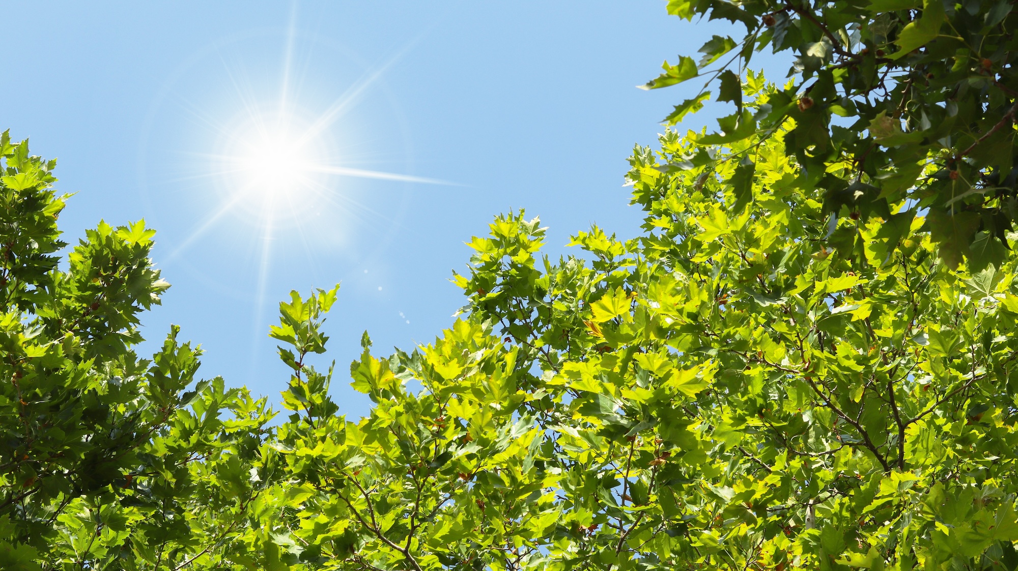 Heatwaves, home insurance and protecting your property during extreme hot weather